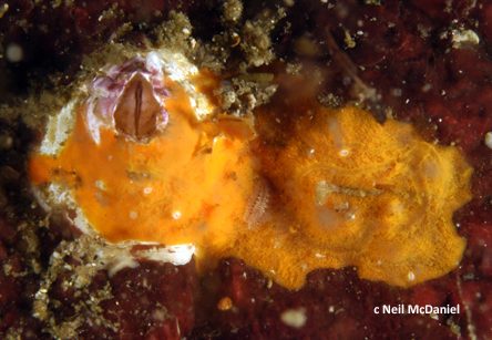 Photo of Microciona sp. by <a href="http://www.seastarsofthepacificnorthwest.info/">Neil McDaniel</a>